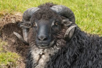 Die Schafsinseln