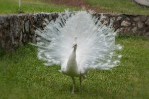 Berat weisser Pfau Ohrid