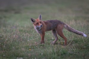 Fuchs Bucegi