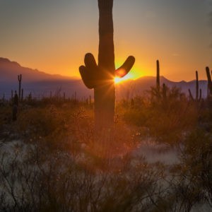 Saguaro Tucson NP