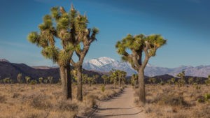 Joshua Tree NP