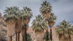 Palms Oasis Joshua Tree NP