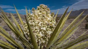 Anza Borrego Little Blair Valley