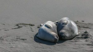 Elefant Seal Point Big Sur