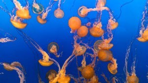 Monterey