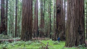 Redwood National Park