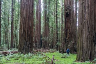 Mendocino und die Baumriesen