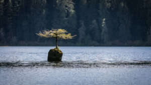 Bonsai on Fairy Lake