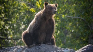 Bear Glacier Hwy 37a