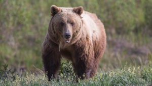 Grizzly Kluane NP