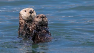 Valdez Seeotter