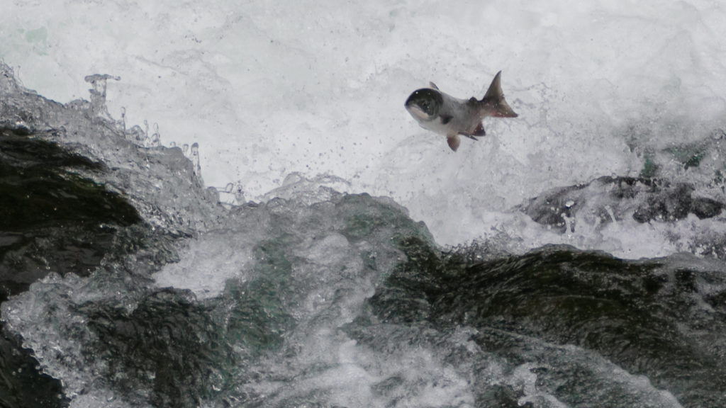 Salmon at Russian River