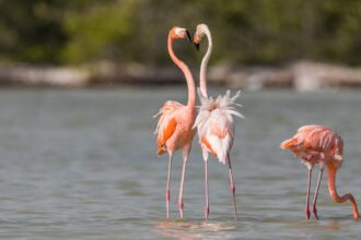 Flamingos sind nicht immer rosa