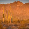 Saguaro Tucson NP