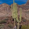 Organ Pipe National Monument