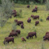 Büffel Alaskan Hwy