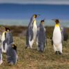 Königspinguine