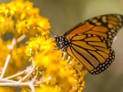 Mariposa Santuario Sierra Chincua